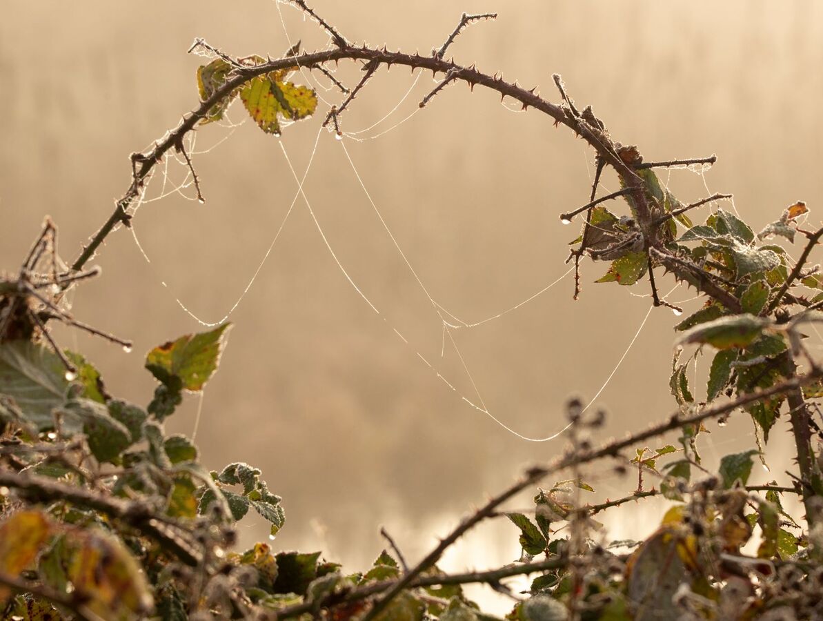 Bramble Arch